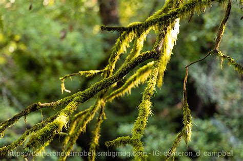 Portola Redwoods State Park – Cameron D. Campbell 康文林