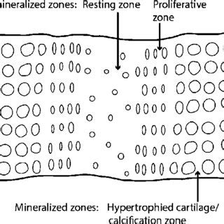 Schematic representation of a mammalian synchondrosis. Synchondroses ...