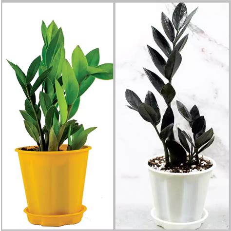 Buy Zamia Zz plant Combo Pack | Best air purifier plant - Nursery Nisarga