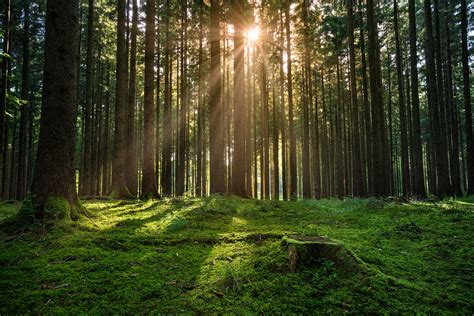 Forest Sunrise Free Photo Download | FreeImages