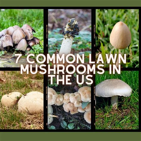 17 Types Of Lawn Mushrooms (with Pictures) Identification, 49% OFF