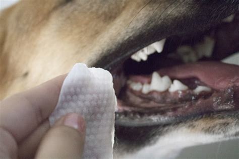 What Is The Best Thing For Cleaning Dogs Teeth