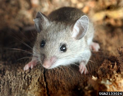 deer mouse, Peromyscus maniculatus (Rodentia: Muridae) - 2133024