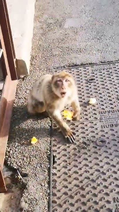 Monkey angry with me - makaka species - YouTube