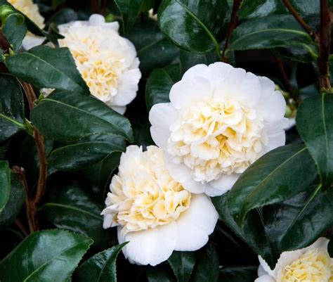 20 Different Types of Camellia Plants - Garden Lovers Club | Camellia ...