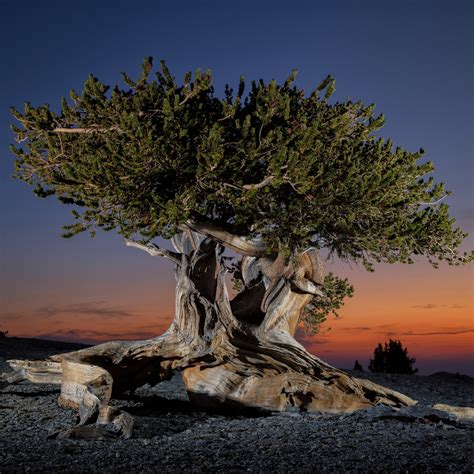 let’s explore together: The world’s oldest tree, known as “Great ...