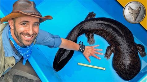 Andrias japonicus - The Japanese giant salamander can grow to a length ...