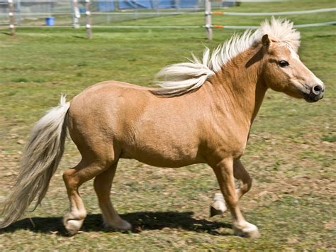 Miniature Horse Breed Information | Appearance, Care | UK Pets