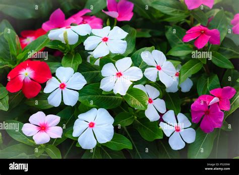 White Catharanthus roseus (commonly known as the Madagascar periwinkle ...