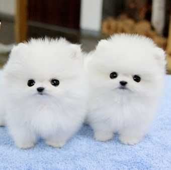 Pomeranian Puppies Twins - Pets Lovers