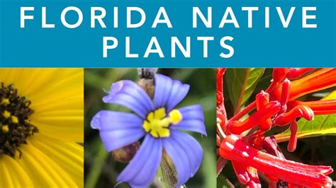 FLORIDA NATIVE PLANTS - YouTube