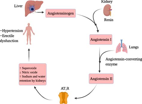 Chronic effect of increasing levels of angiotensin II in the ...