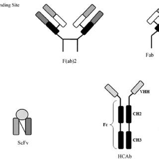 Mechanism of action of anti-EGFR mAbs in cancer cells. The anti-EGFR ...