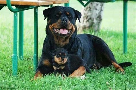 Pin by Gloria Scherer Lang on Rottweiler | Best guard dog breeds, Guard ...