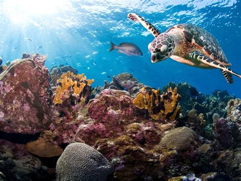 Hawksbill Sea Turtle Habitat - Hawksbill Turtle Facts And Photos ...