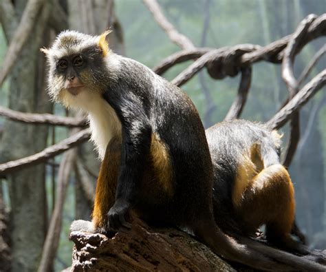 Definitive Guide To Wolf's Guenon Facts, Habitat, Conservation Status ...