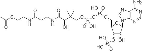 5.12G: The Acetyl-CoA Pathway - Biology LibreTexts