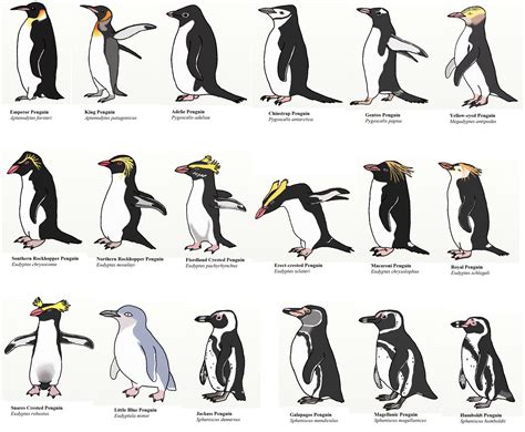 The Disillusioned Taxonomist: Penguins of the World