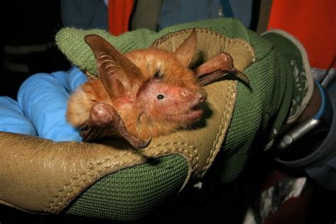 New Bat Species With Orangutan Hue Discovered in West Africa - The New ...