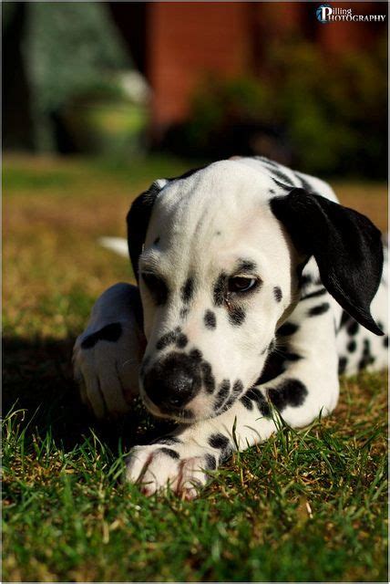 33 Top Photos Dalmatian Puppy Breeders Near Me / Puppyfinder.com ...