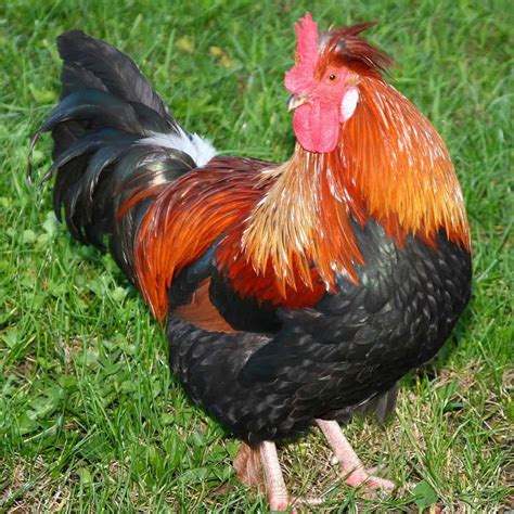 Top 13 best and most productive egg laying chicken breeds