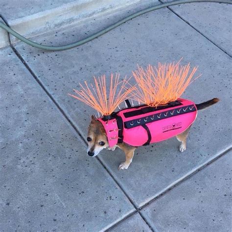 A chihuahua wearing a anti hawk and coyote vest : r/interestingasfuck