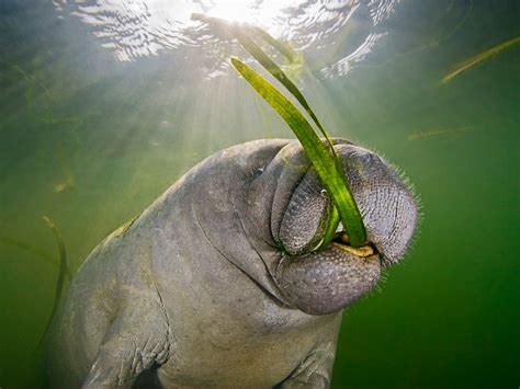 Photos: Beneath the Surface in Florida -- National Geographic Travel ...