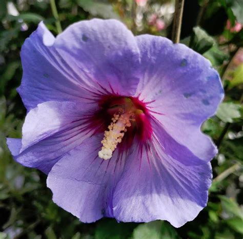 Blue Wheel Purple Hardy Hibiscus Rose of Sharon Hibiscus syriacus - 15 ...