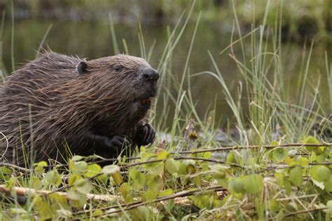 Beaver Control in Alabama - Alabama Cooperative Extension System