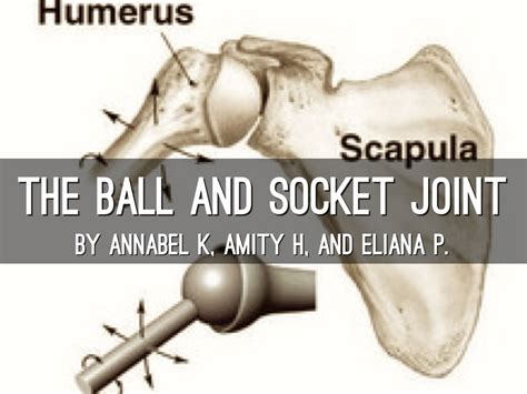 Ball And Socket Joint Diagram