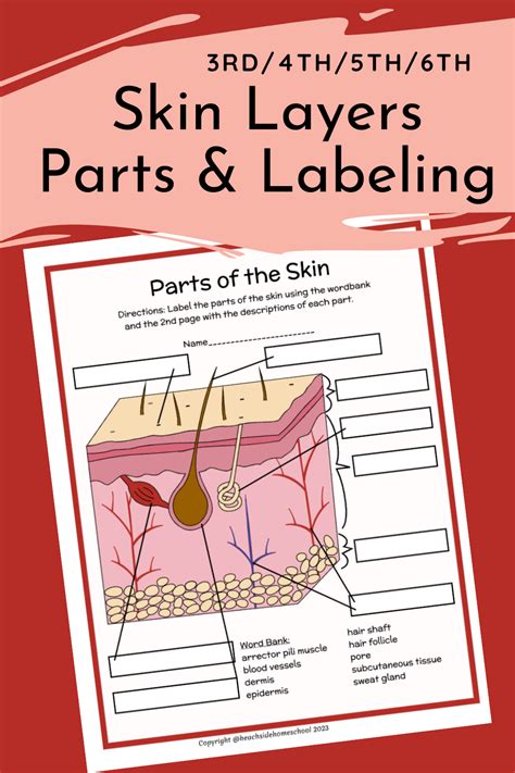 Skin Layers Parts Labeling Diagram - Life Science Worksheets