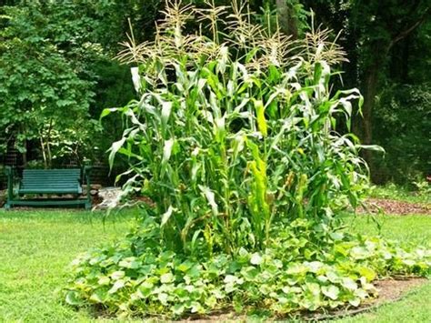 Three Sisters Garden plan. Corn, beans, and pumpkins. This is a Native ...