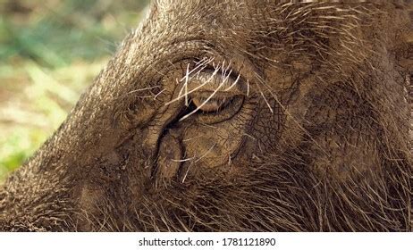 1,214 Wild Boar Skin Stock Photos, Images & Photography | Shutterstock