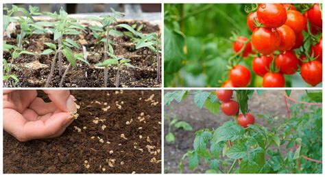 How To Grow Cherry Tomatoes From Seeds (Sowing Seeds Right ...