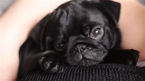 sleepy pug black pug gif | WiffleGif