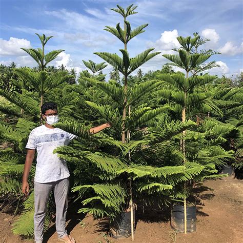 Araucaria Columnaris (Christmas Tree) - Gowthami Nursery