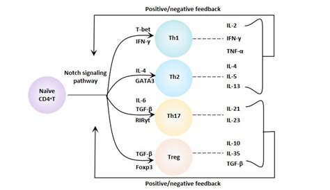 T Cell Differentiation Pathway