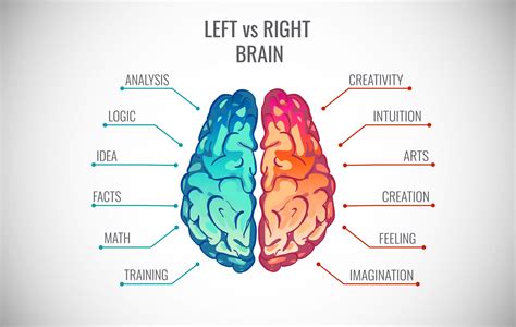 Brain Hemispheres: Everything you need to know and myths debunked