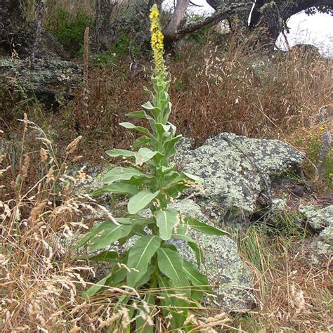 Foraging Mullein – Keeping It Riel