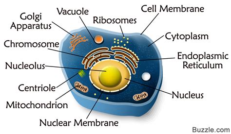 A Quick Guide to the Structure and Functions of the Animal Cell