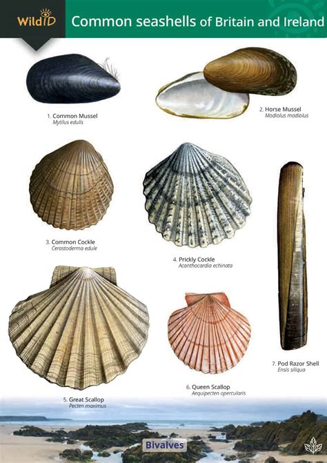 Shellfish Identification Chart | ubicaciondepersonas.cdmx.gob.mx