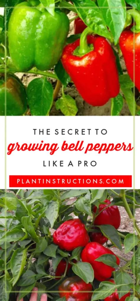 5 Tips For Growing Bell Peppers: A Guide to Growing Big, Beautiful Bell ...