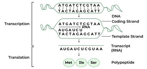 Difference In Between Template Strand And Coding Strand Neutron Classes ...