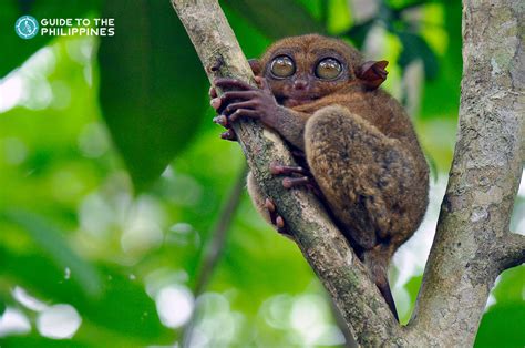 Chocolate Hills Adventure Park & Tarsier Conservation Are...