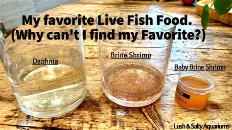 My Favorite Live Fish Food. Including One I Can’t Find Anywhere! - YouTube