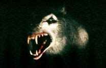 The Werewolf (Ginger Snaps 2) | Werewolves Wiki | FANDOM powered by Wikia