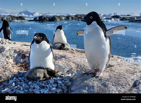 Adélie penguin breeding colony in Antarctica Stock Photo - Alamy