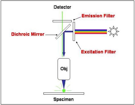 Fluorescent Microscopy