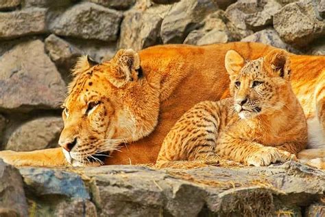 Liger Fact - The world's first liliger cub was born at the Russia's ...