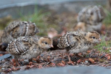 California Quail… Chicks! | Wings Over Skagit